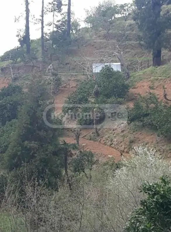 Agricultural Plot For Sale In Tsikhisdziri, In Kobuleti Municipality view 5