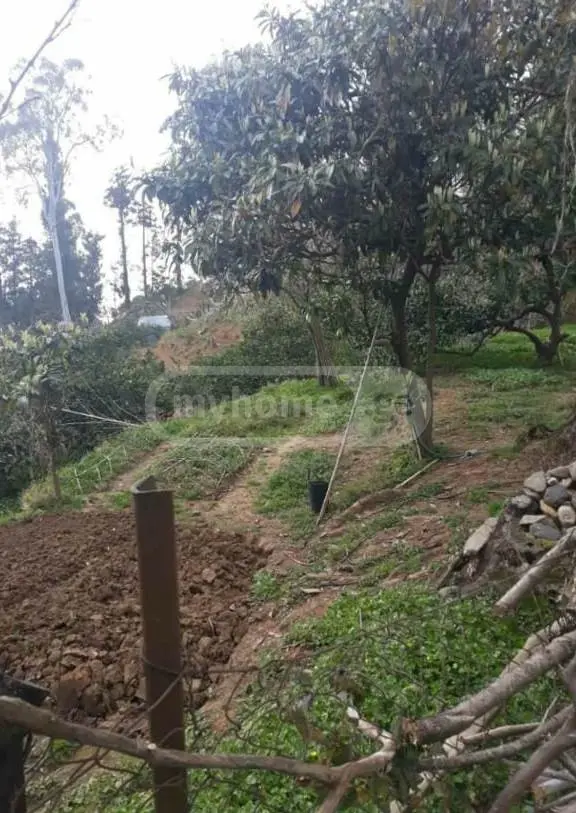 Agricultural Plot For Sale In Tsikhisdziri, In Kobuleti Municipality view 10